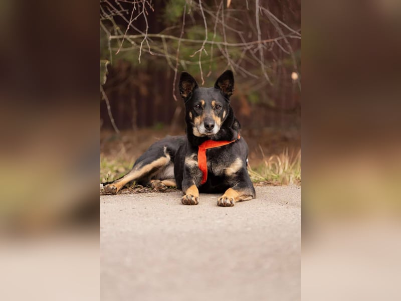 Kluge Dana sucht passendes Zuhause