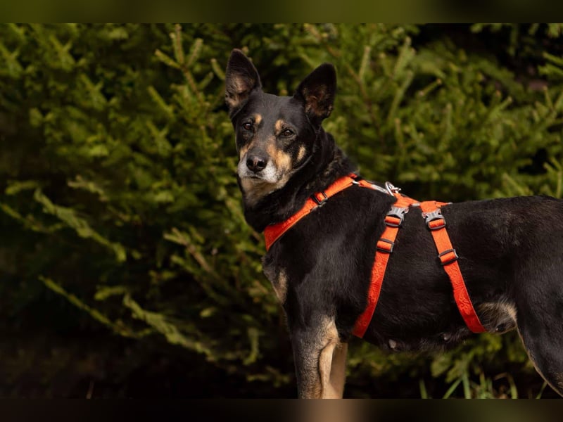 Kluge Dana sucht passendes Zuhause