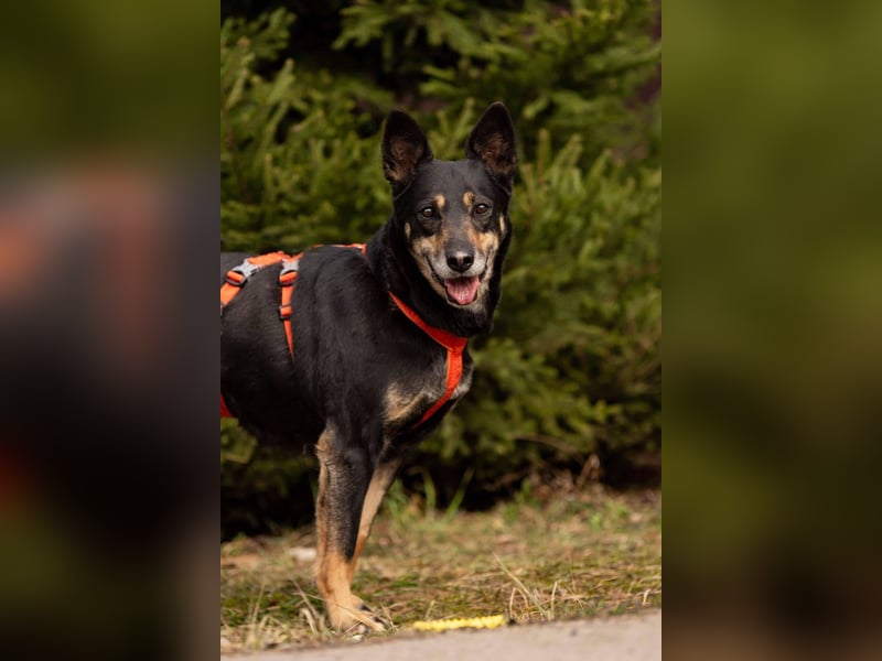 Kluge Dana sucht passendes Zuhause