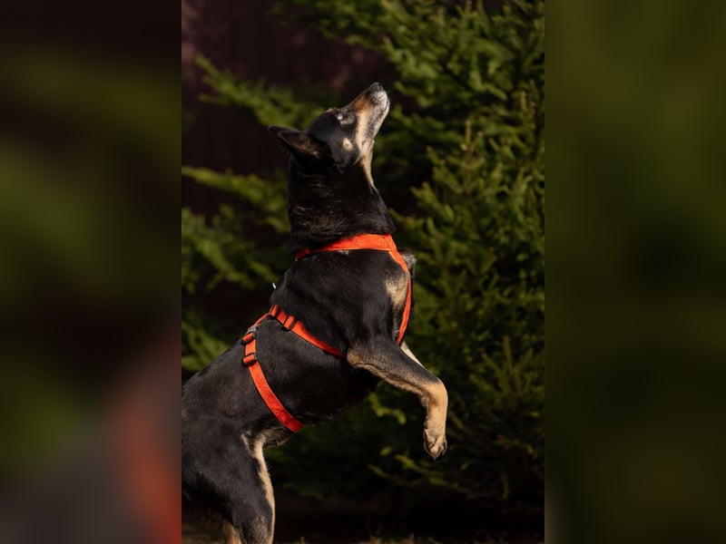 Kluge Dana sucht passendes Zuhause