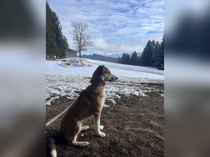 JOSI sucht ein Zuhause