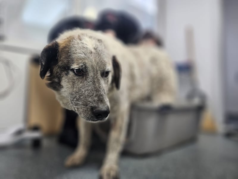 NOMO sucht ein Zuhause