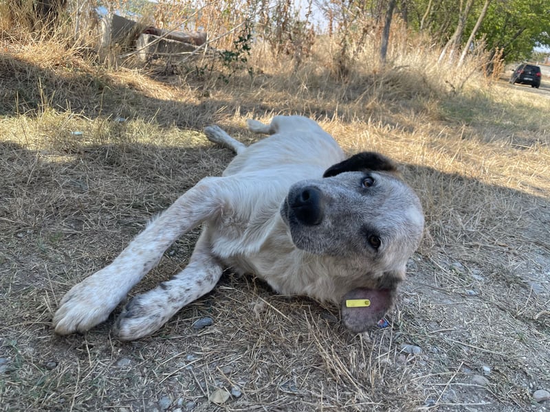 NOMO sucht ein Zuhause