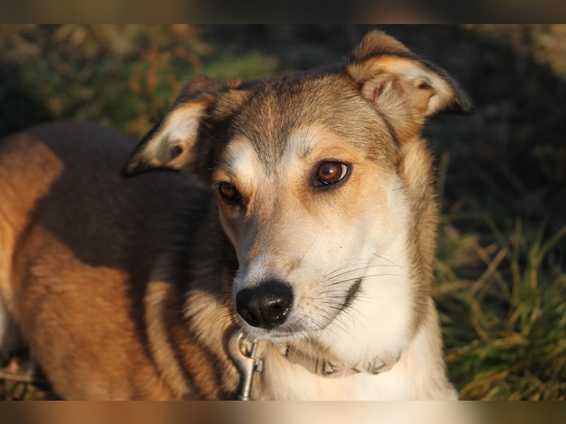 JOSI sucht ein Zuhause