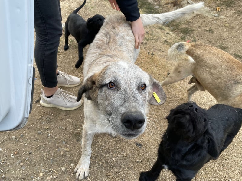 NOMO sucht ein Zuhause