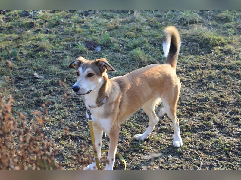 JOSI sucht ein Zuhause