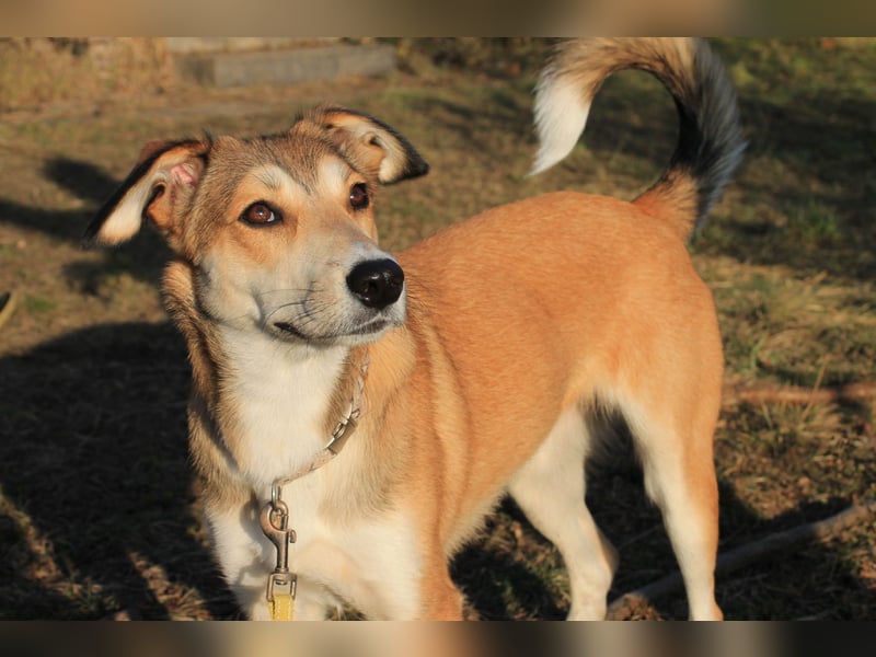 JOSI sucht ein Zuhause