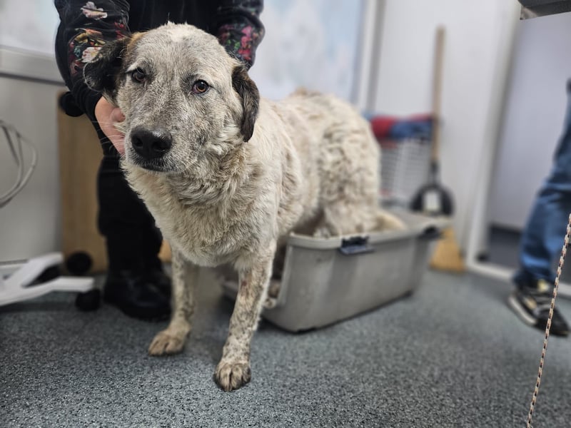 NOMO sucht ein Zuhause