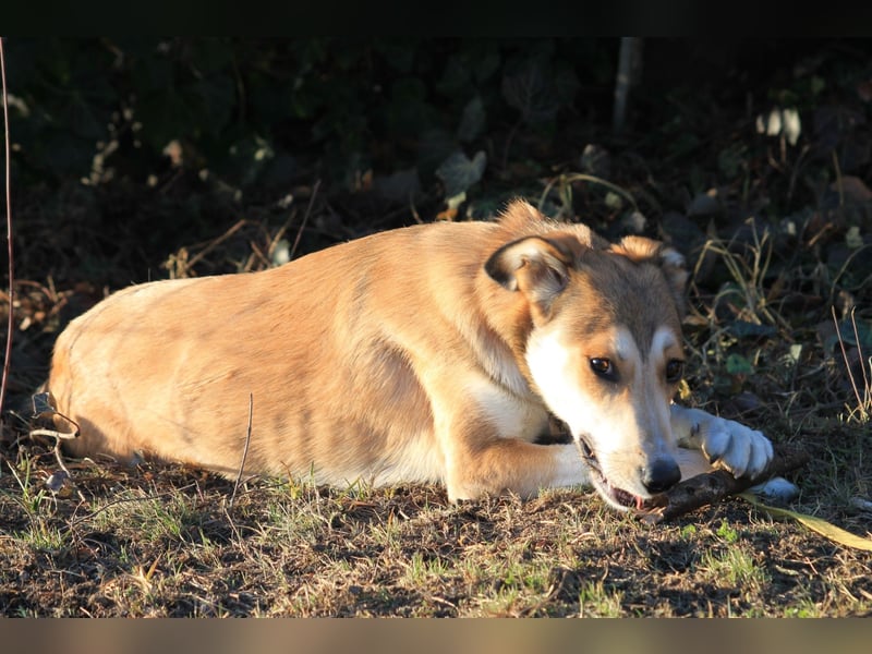 JOSI sucht ein Zuhause