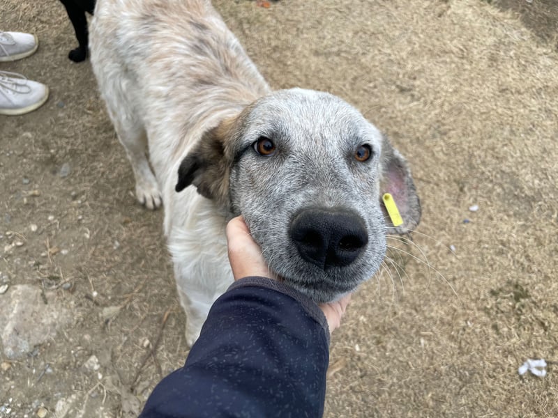 NOMO sucht ein Zuhause