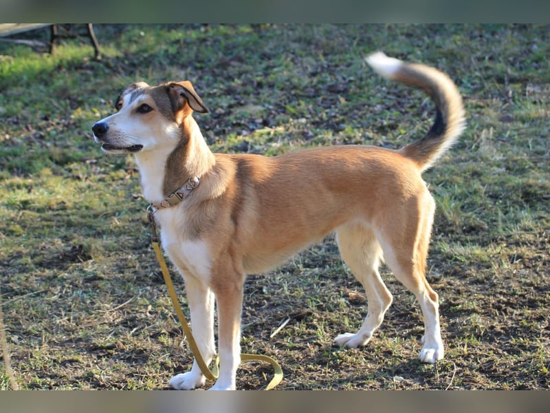 JOSI sucht ein Zuhause