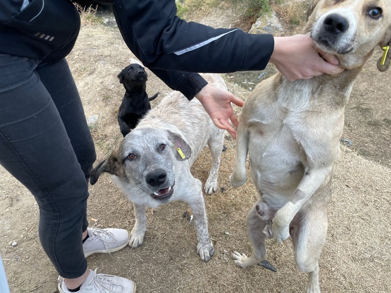 NOMO sucht ein Zuhause