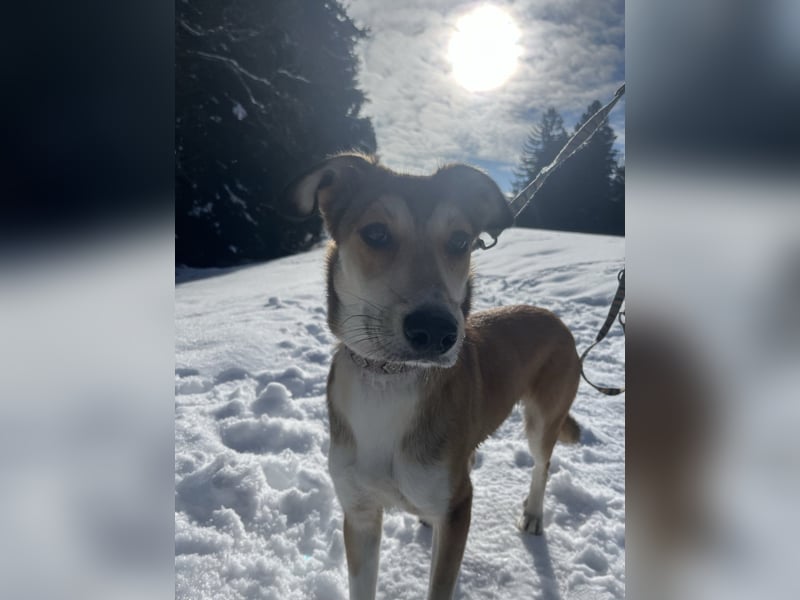 JOSI sucht ein Zuhause