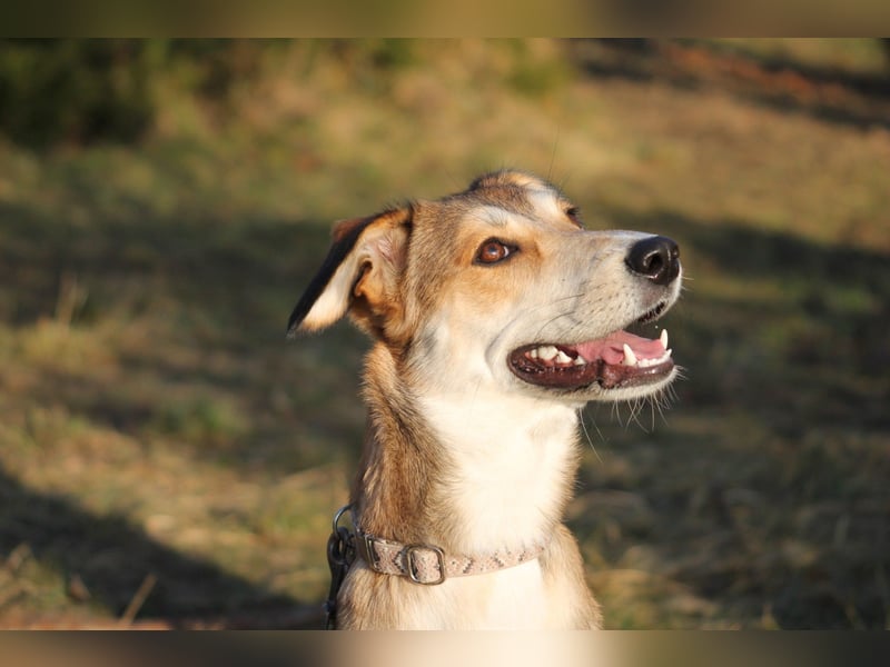 JOSI sucht ein Zuhause