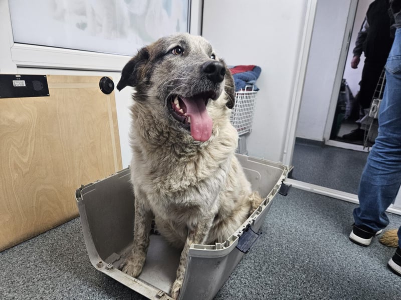 NOMO sucht ein Zuhause