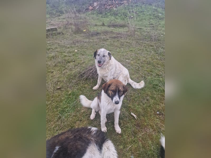 NOMO sucht ein Zuhause