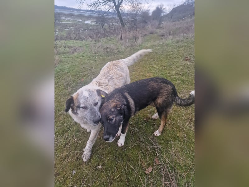 NOMO sucht ein Zuhause