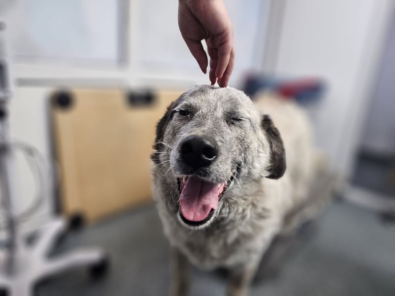 NOMO sucht ein Zuhause