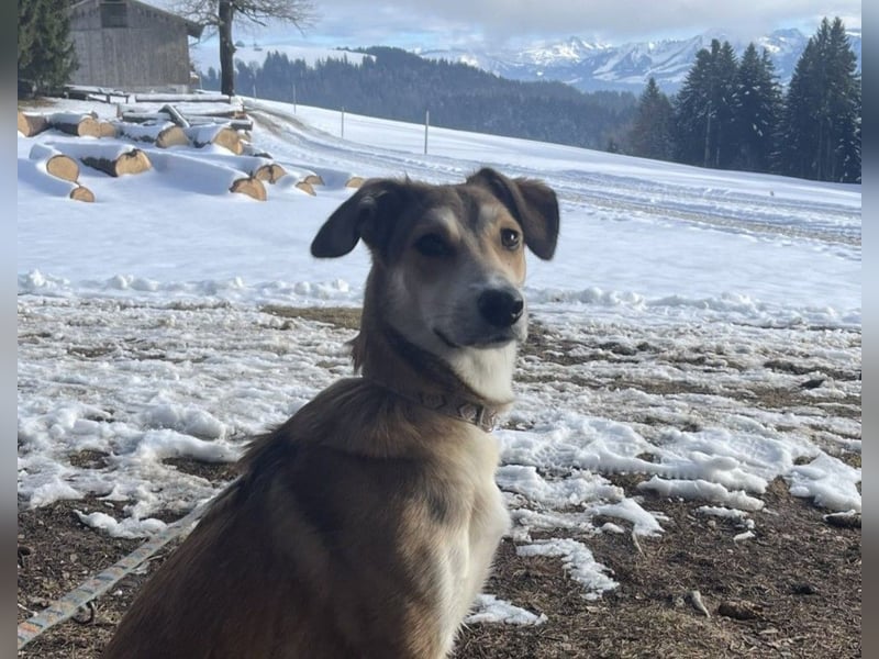 JOSI sucht ein Zuhause