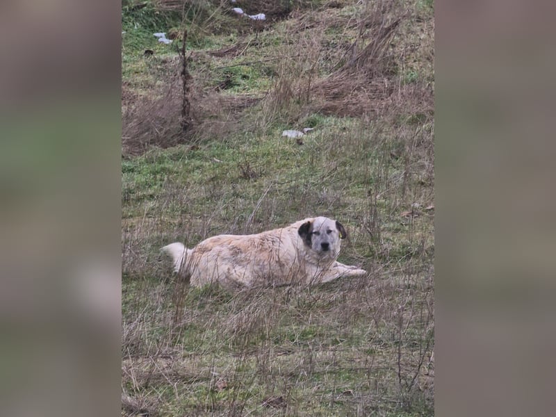 NOMO sucht ein Zuhause