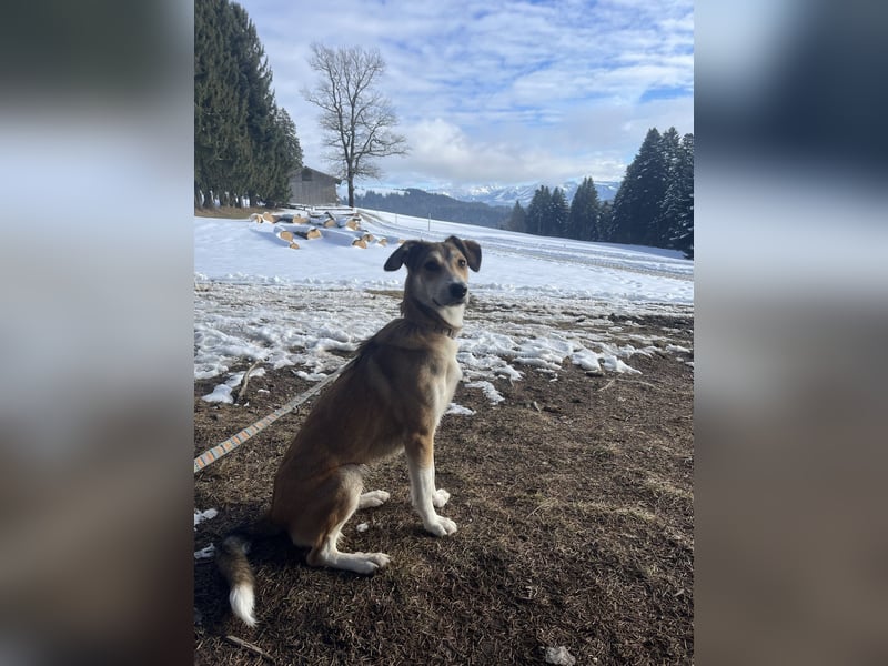 JOSI sucht ein Zuhause