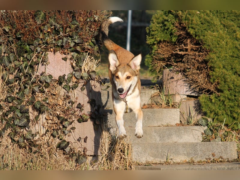 JOSI sucht ein Zuhause