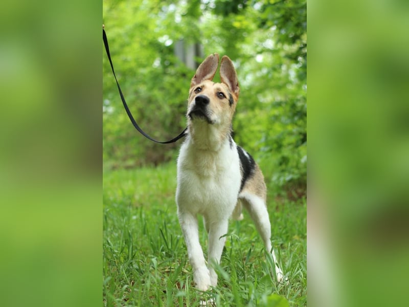 LUCKY - Glückshund (Ukraine)