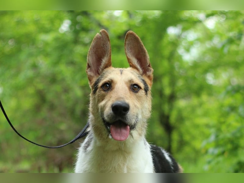 LUCKY - Glückshund (Ukraine)
