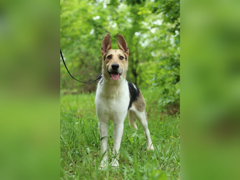 LUCKY - Glückshund (Ukraine)