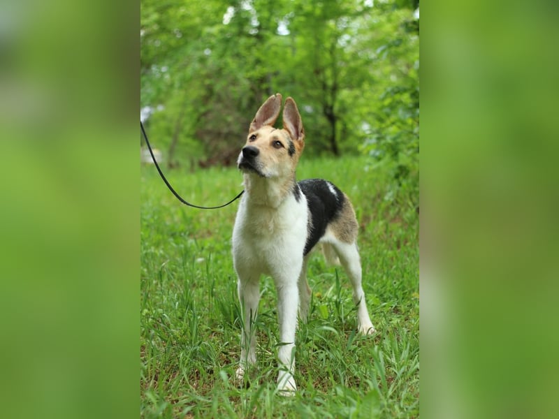 LUCKY - Glückshund (Ukraine)