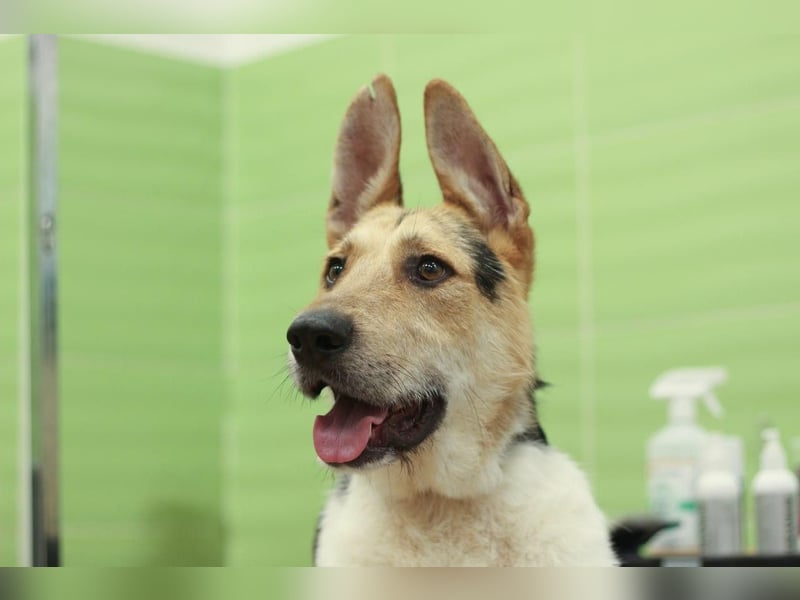LUCKY - Glückshund (Ukraine)