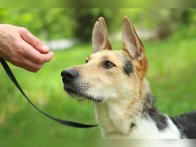 LUCKY - Glückshund (Ukraine)
