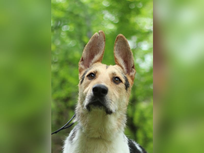 LUCKY - Glückshund (Ukraine)
