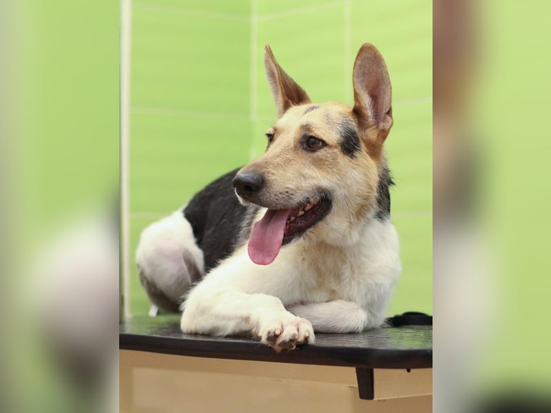 LUCKY - Glückshund (Ukraine)