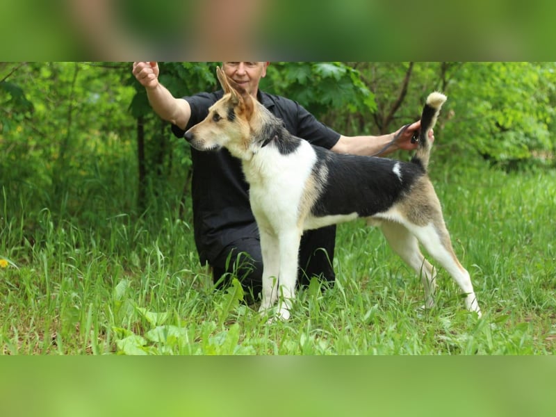LUCKY - Glückshund (Ukraine)