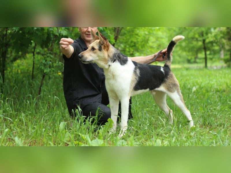 LUCKY - Glückshund (Ukraine)