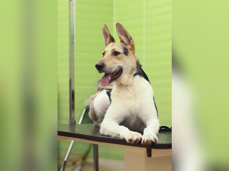 LUCKY - Glückshund (Ukraine)