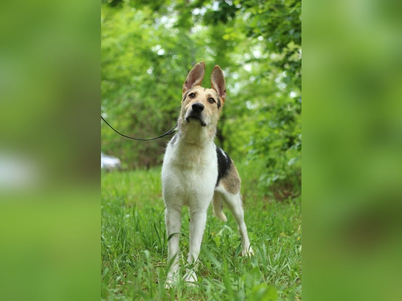 LUCKY - Glückshund (Ukraine)