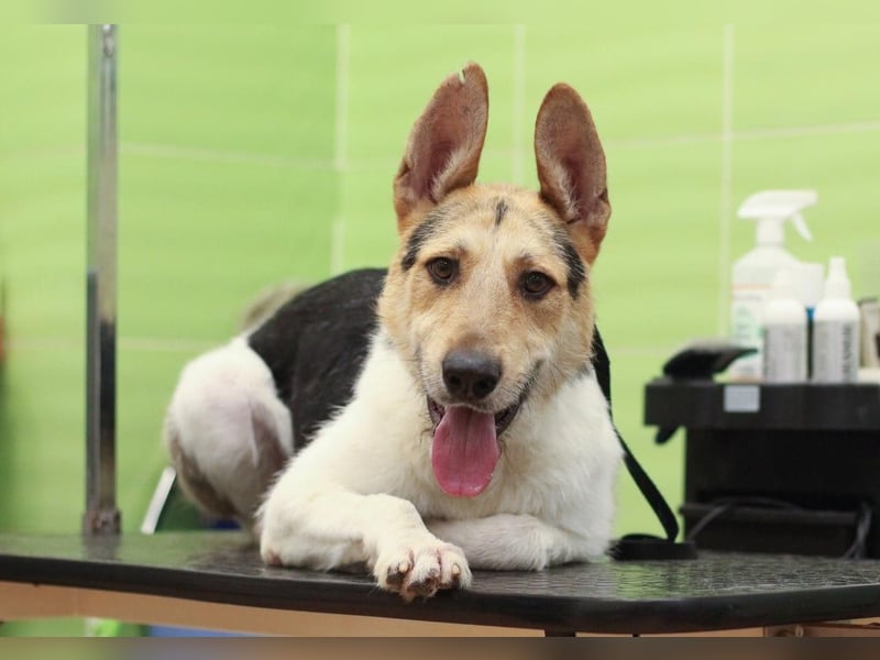 LUCKY - Glückshund (Ukraine)