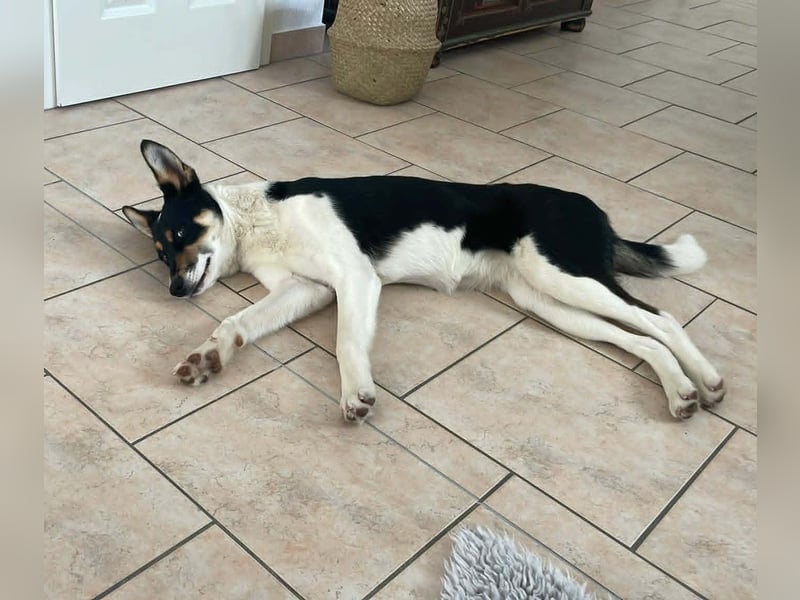 Simona - wo darf ich Zuhause sein?