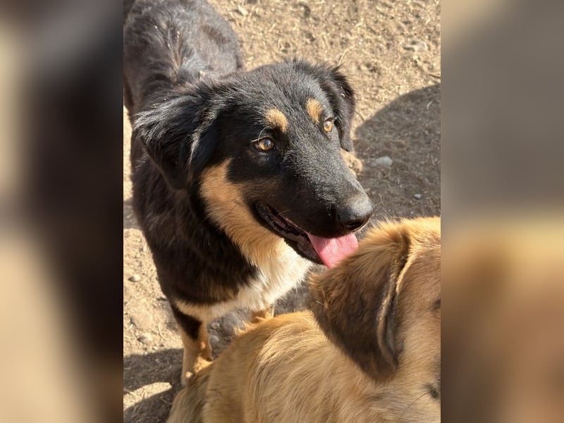 Rubeus Hagrid, geb. ca. 12/2023, lebt in GRIECHENLAND, im städt. Tierheim Serres