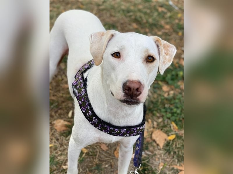 Janna, geb. ca. 10/2019, lebt in GRIECHENLAND, auf einer privaten Pflegestelle