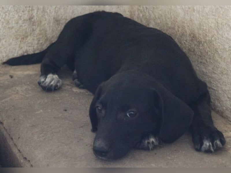 Smokey, geb. 08.06.2026, lebt in GRIECHENLAND, auf einer privaten Pflegestelle