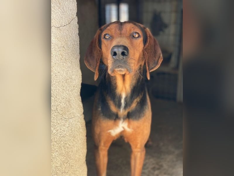 Brezel, geb. ca. 02/2024, lebt in GRIECHENLAND, im städt. Tierheim Serres