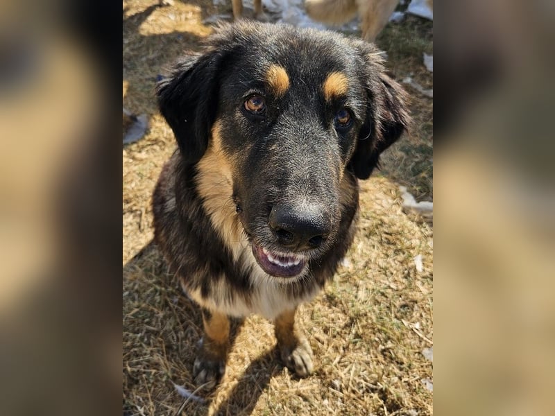 Rubeus Hagrid, geb. ca. 12/2023, lebt in GRIECHENLAND, im städt. Tierheim Serres