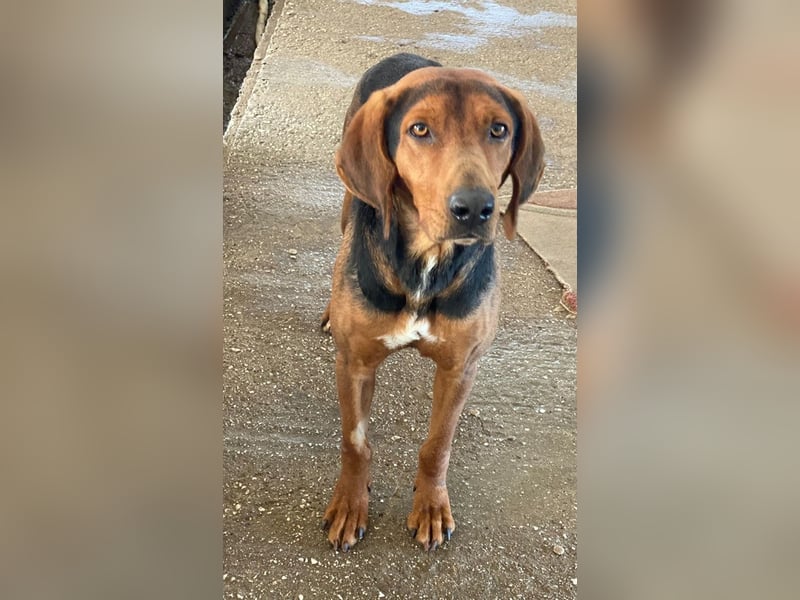 Brezel, geb. ca. 02/2024, lebt in GRIECHENLAND, im städt. Tierheim Serres