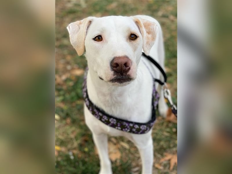 Janna, geb. ca. 10/2019, lebt in GRIECHENLAND, auf einer privaten Pflegestelle