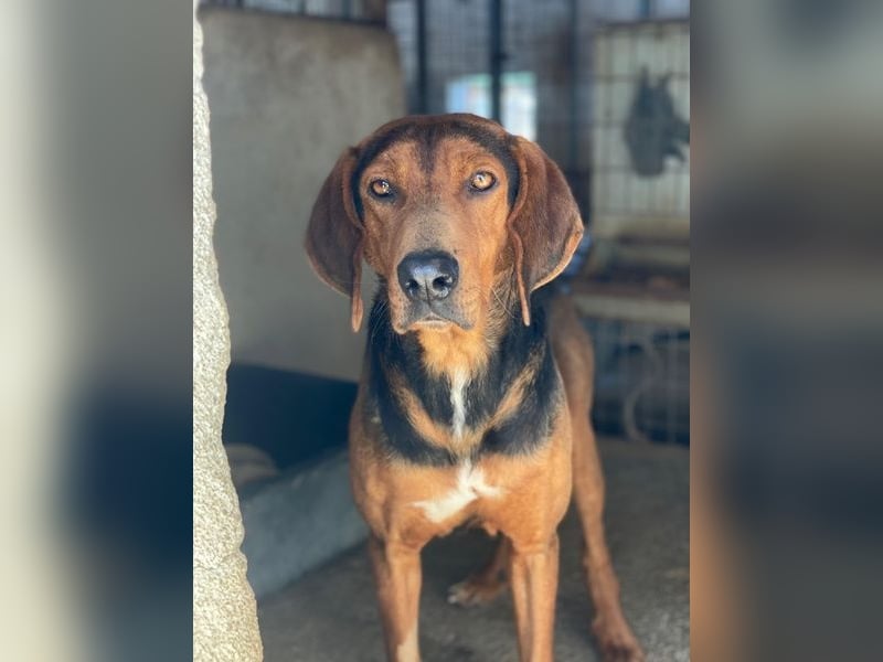 Brezel, geb. ca. 02/2024, lebt in GRIECHENLAND, im städt. Tierheim Serres