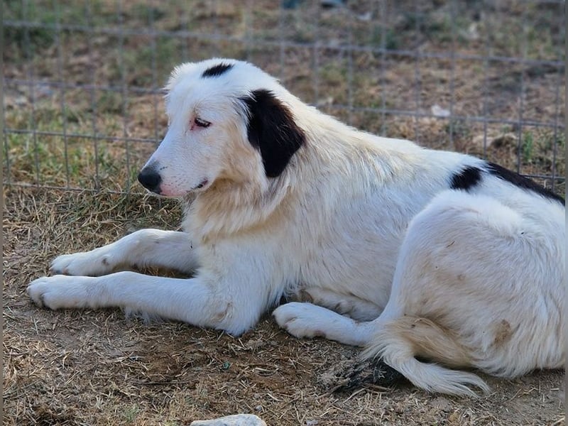 Namika, geb. ca. 02/2024, lebt in GRIECHENLAND, im städt. Tierheim Serres