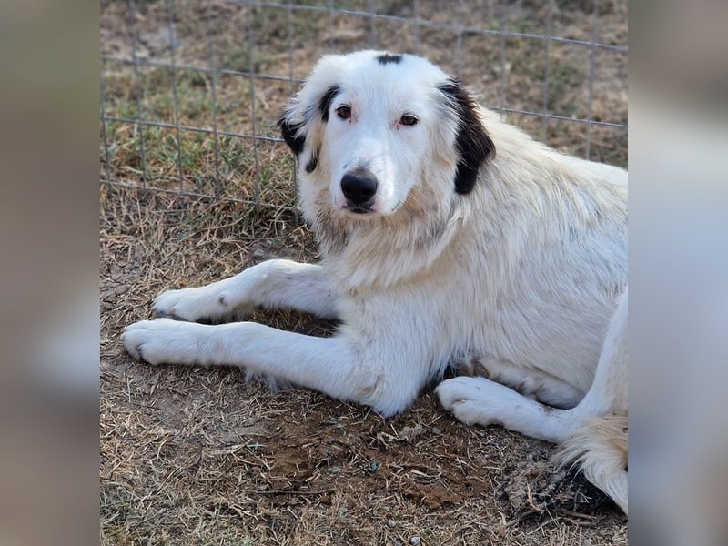 Namika, geb. ca. 02/2024, lebt in GRIECHENLAND, im städt. Tierheim Serres